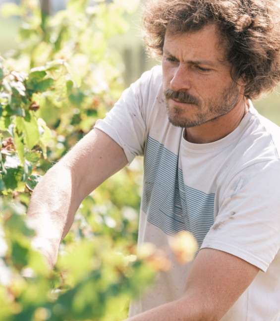 Winzer Johannes Weber